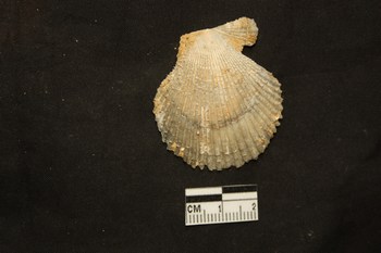 Chlamys varia (L., 1758) - Pliocene